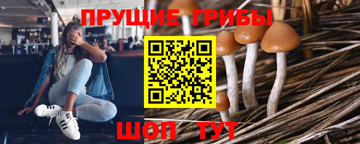 Стрежевой  Псилоцибиновые грибы Cubensis  Вход с VPN 